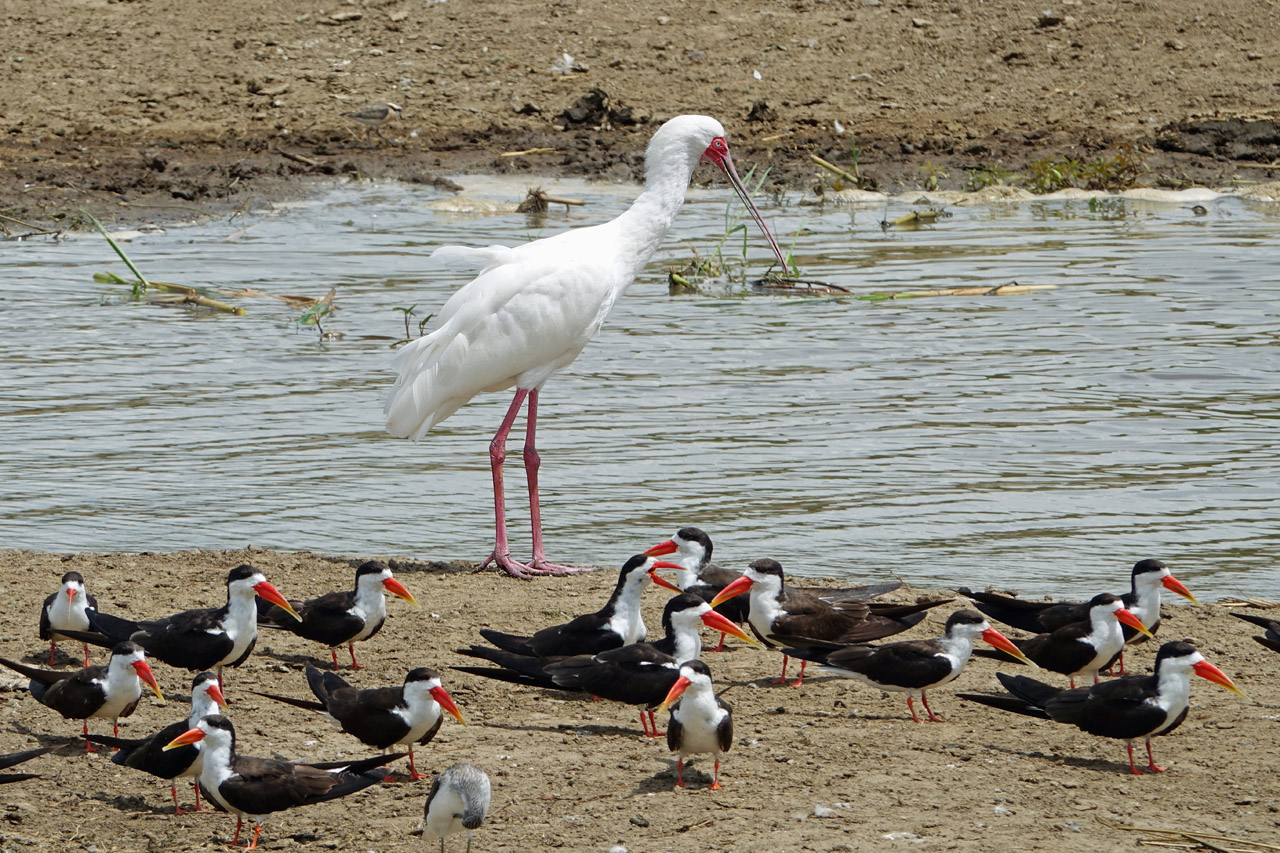 African Spoonbill